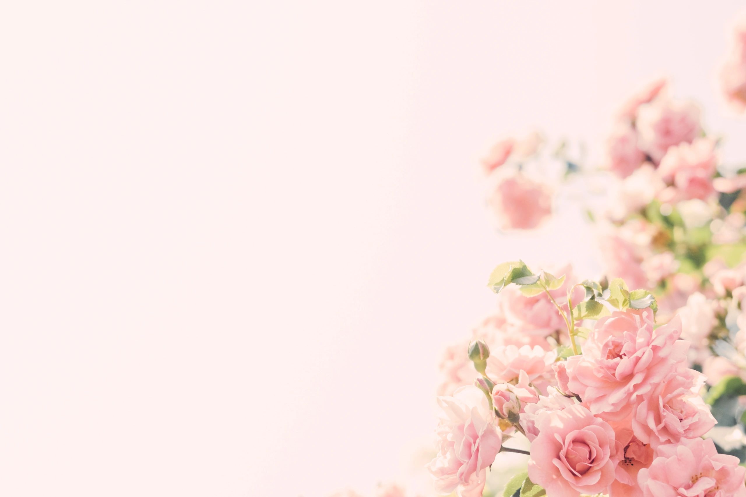 Pink rose in soft light