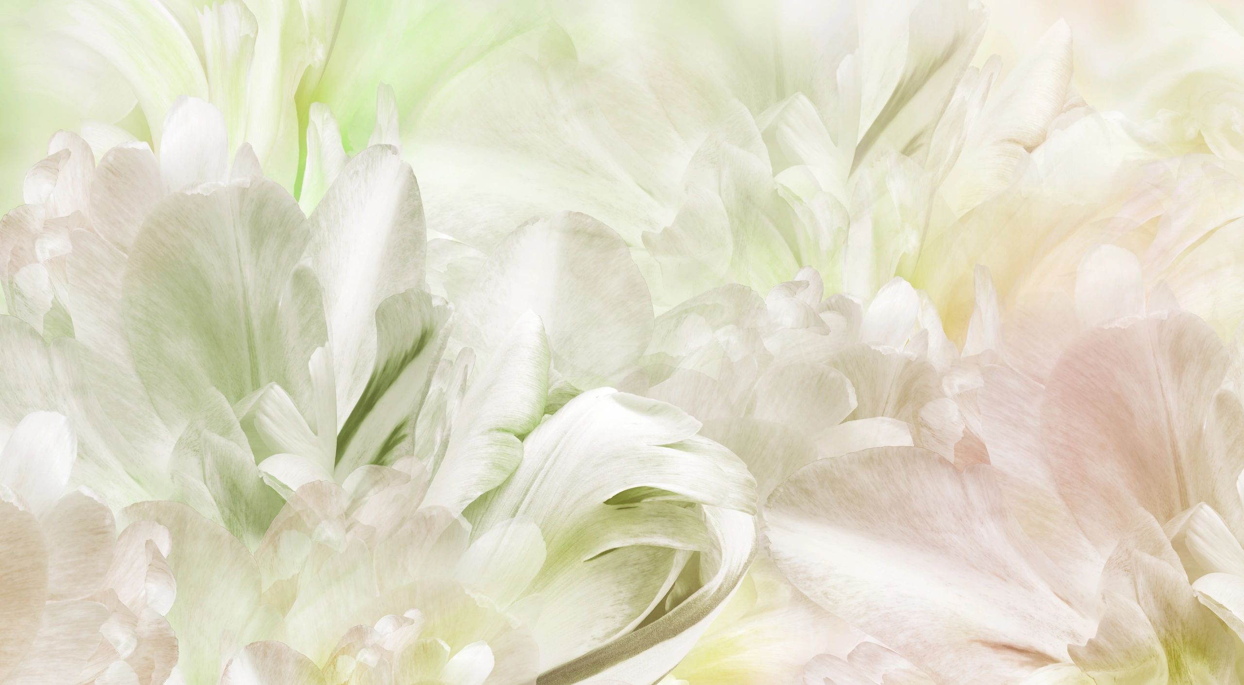 Tulips and petals in close detail